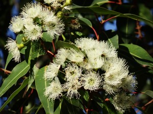 eucalyptus-flower-777903_1920