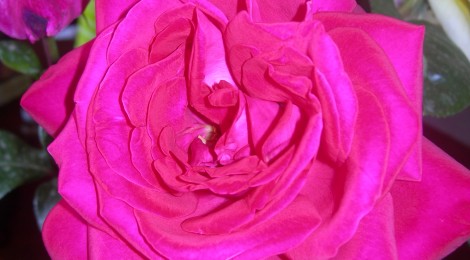 Rose de Damas Rosa Damascena