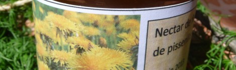 Le nectar de Fleurs de Pissenlits