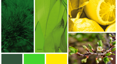 Vert Fraîcheur – Green Freshness