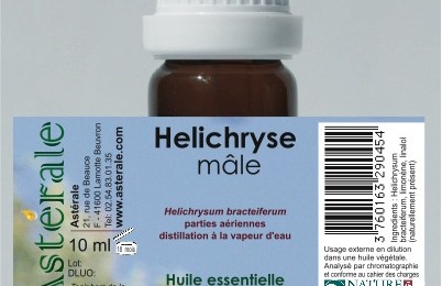 Hélichryse mâle Helichrysum Bracteiferum