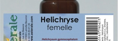 Hélichryse femelle Helichrysum Gymnocephalum