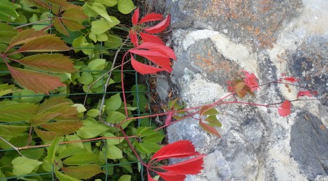 Pourpre … La Nature donne le ton !!
