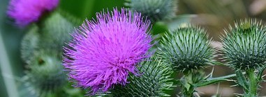 « Milk Thistle » Chardon Marie